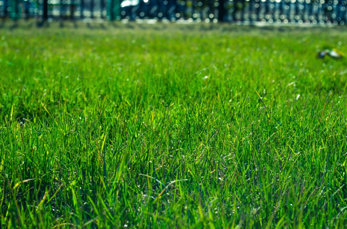 A lush green lawn.
